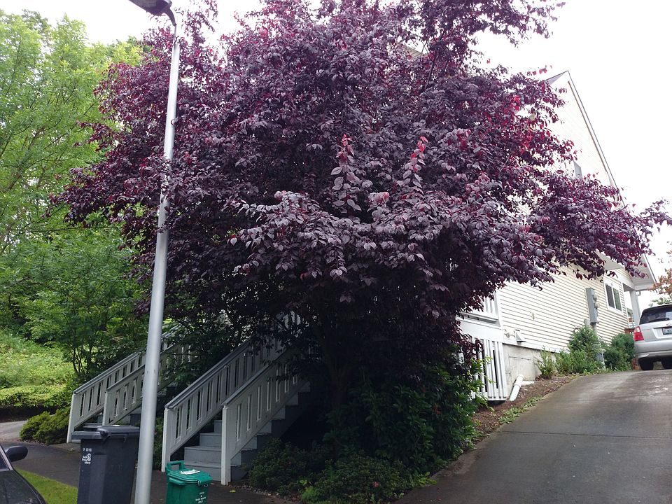 1st image of 3304 S Holly Pl