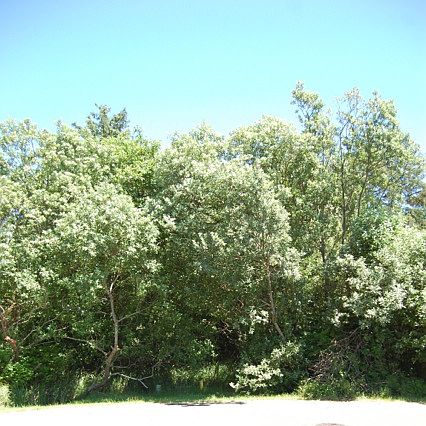 5th image of 662 Alder Ct NE