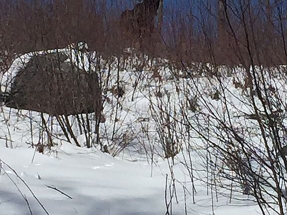 Occasional Moose Sightings