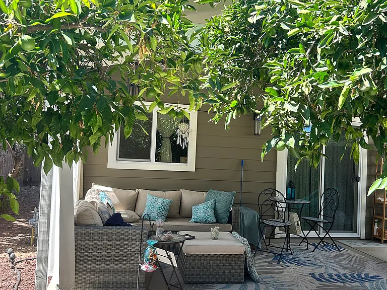 Orange trees and Macadamia nut tree.