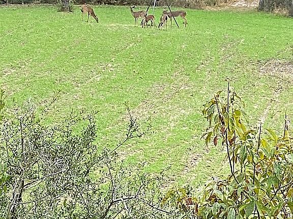 One of three food plots