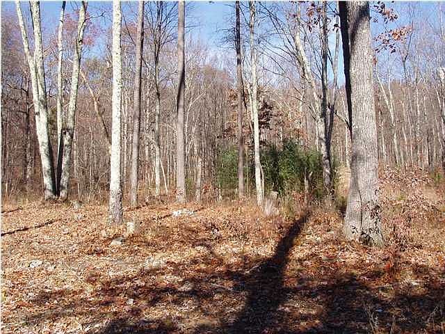 2nd image of 511 Deerhead Rd