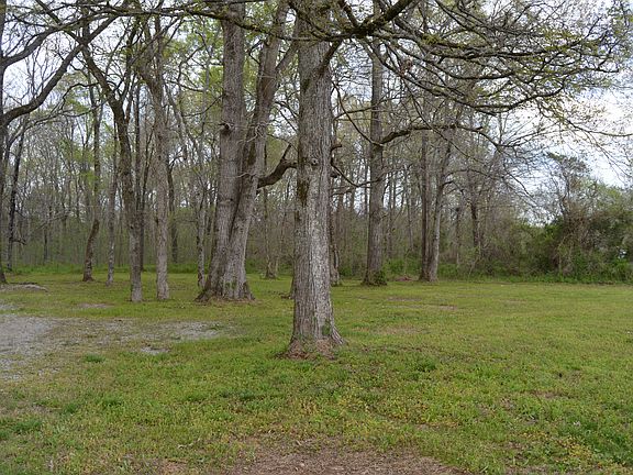 Beautiful treed yard