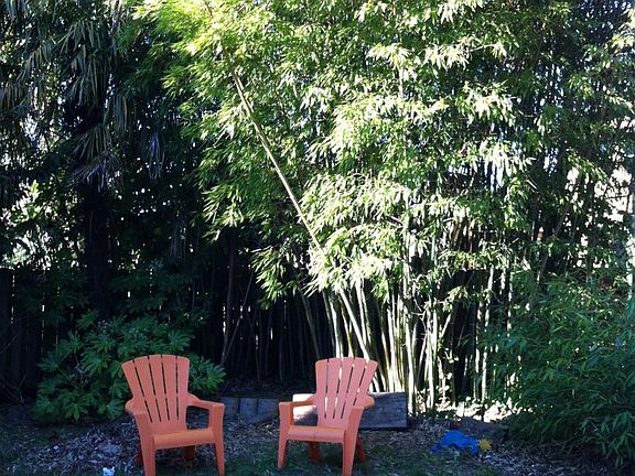 Backyard greenery