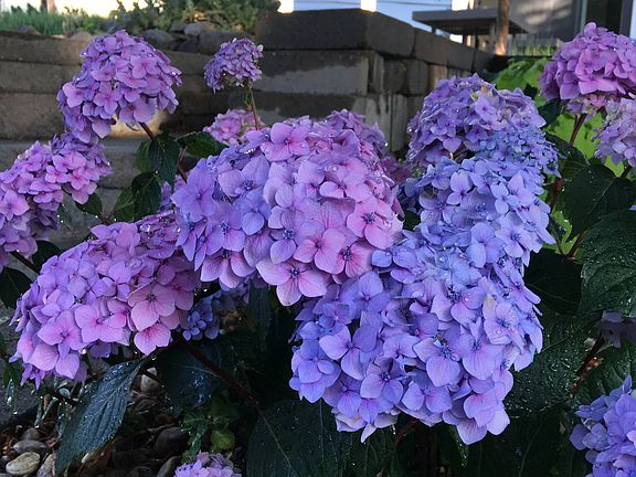 Backyard hydrangeas