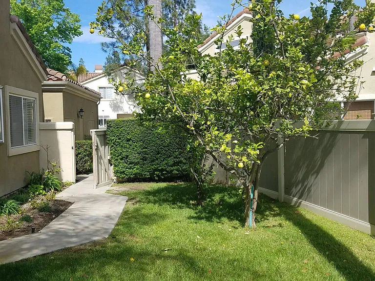 Backyard - lemon and Orange trees