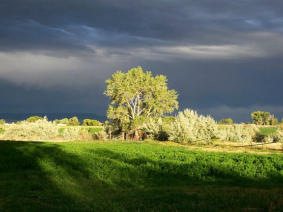Pasture looking east