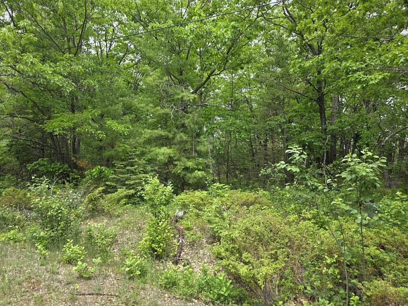 1st image of Balsam Cir