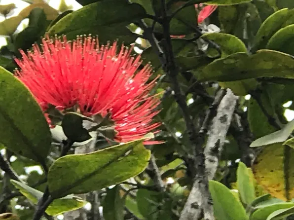 Kauai Rd Lot 1120, Pahoa, HI 96778