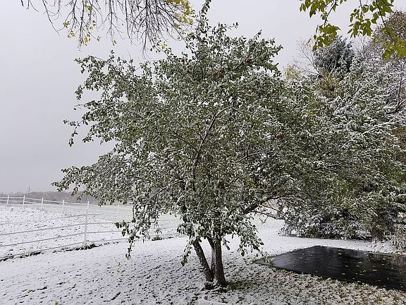 Apple Tree front yard