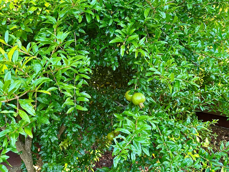 Backyard Pomegrantes