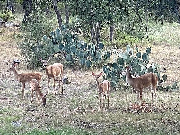 Daily wildlife