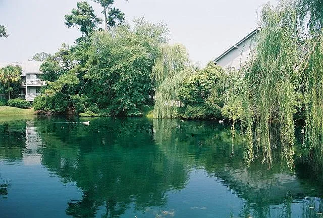 Duck Pond