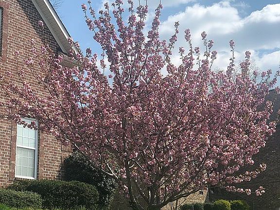 Cherry tree in spring