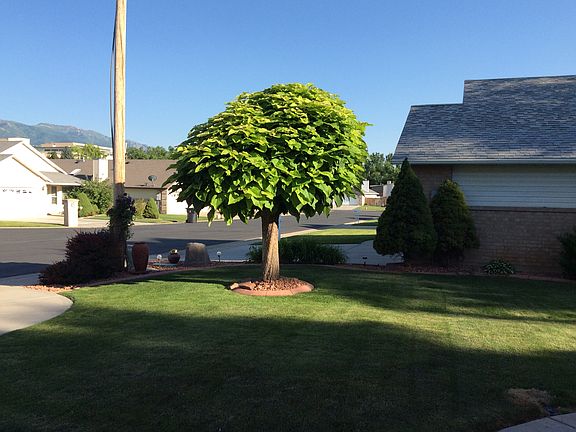 Front yard