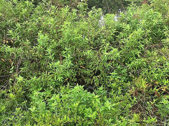 Spring Fed Lake Back 2875 