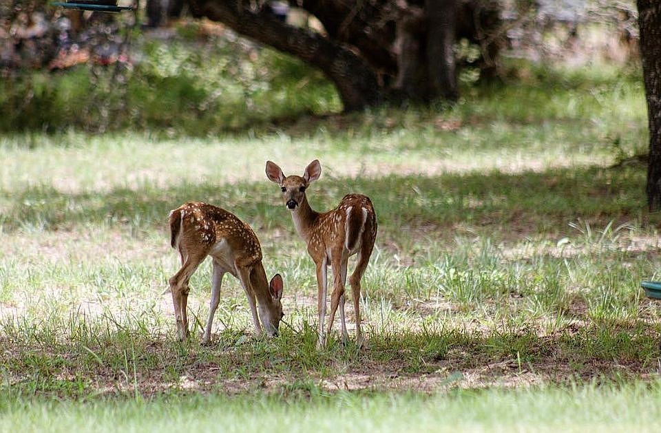 380 Cimarron Dr, Floresville, TX 78114 Zillow