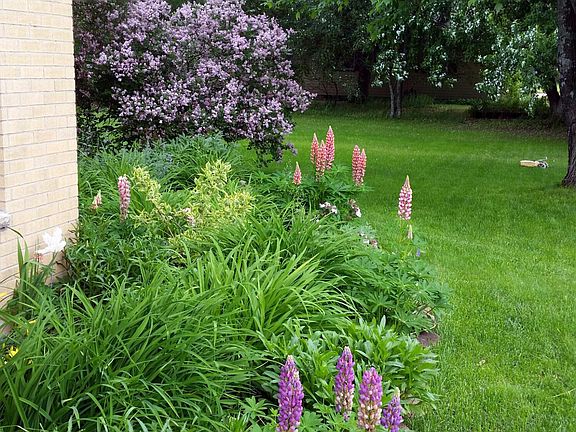 Landscaped front yard