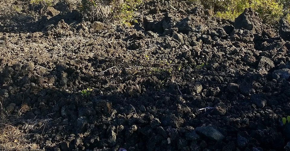 1st image of Palm Pkwy Lot 33