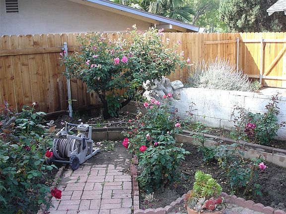 Rose garden in back yard