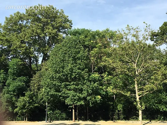 Sold by Corcoran | media 20