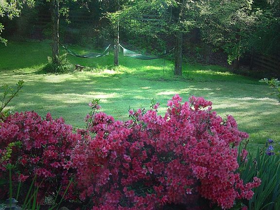 The back yard in bloom