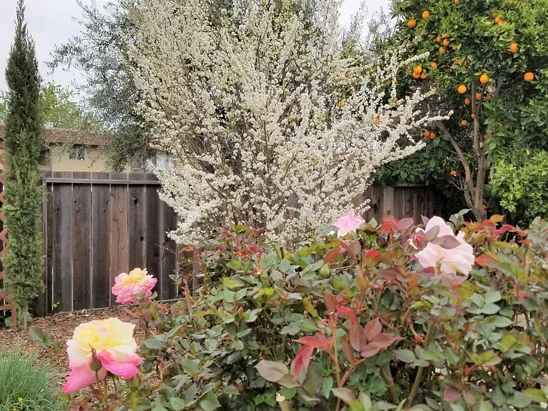 Fruits and blooms for picking in the backyard.