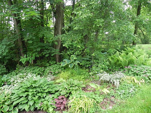 SHADE GARDEN