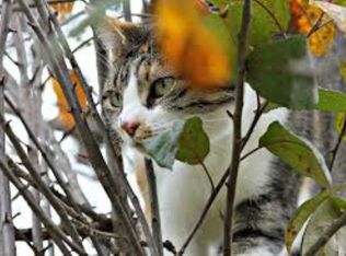 2019 Rockwell St, Edgewood, MD 21040