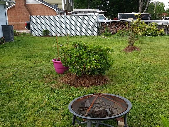 Back yard