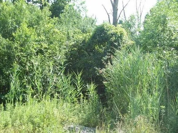 Vac Willis Rd, Belleville, MI 48111