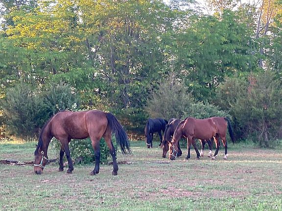 Some of our rescues