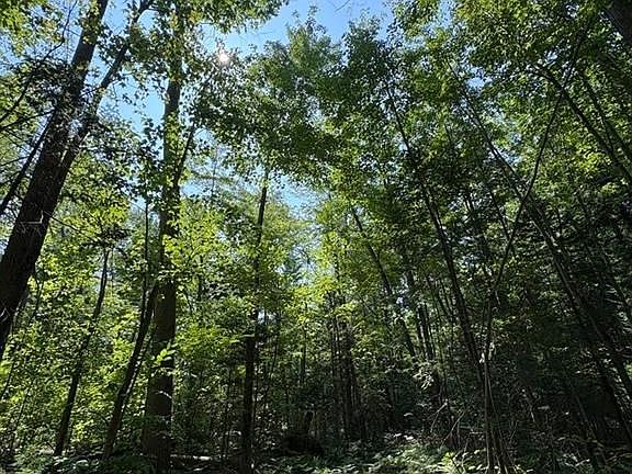 5th image of LOT 1 Concession St #2-4