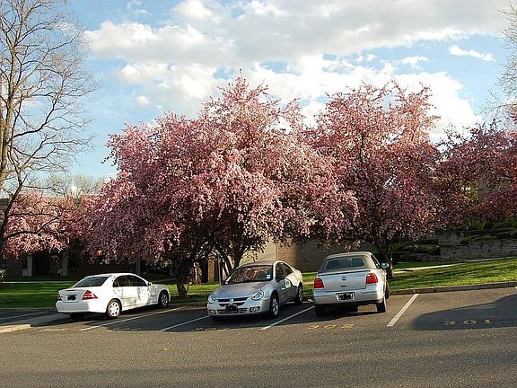 Arbor Hills Cherry Blossom