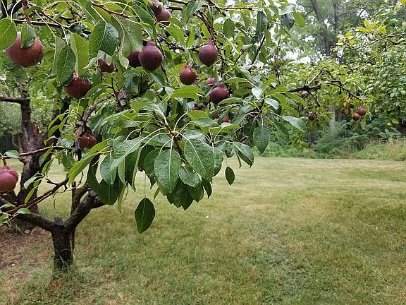 fruit