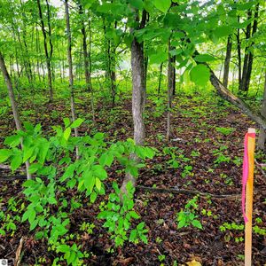 Dorman Rd, Kalkaska, MI, 49646