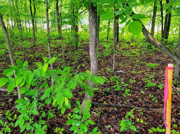 Dorman Rd, Kalkaska, MI 49646