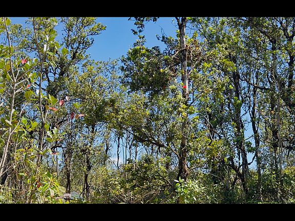 2nd image of Pikake St Lot 7876