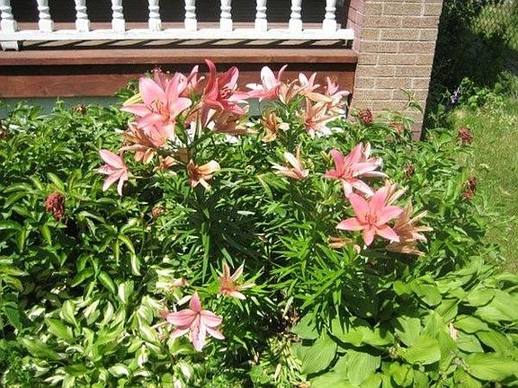 Next year will have to take a picture of the yellow roses that bloom along side this pink plant (not pictured is a the 2 person swing that is on the front porch.