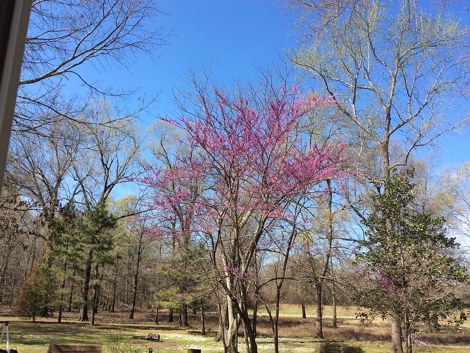  Red Bud Trees in back yard