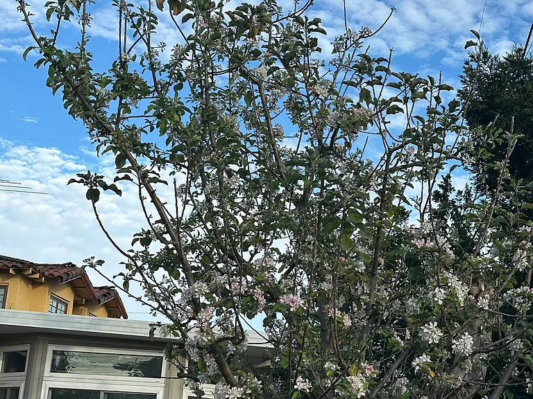 Apple tree