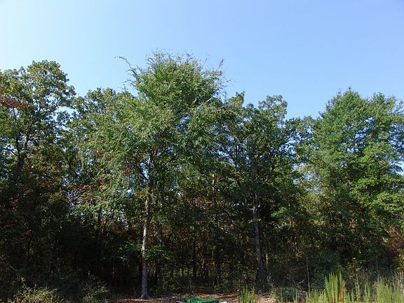 5th image of 1561 County Road 1464