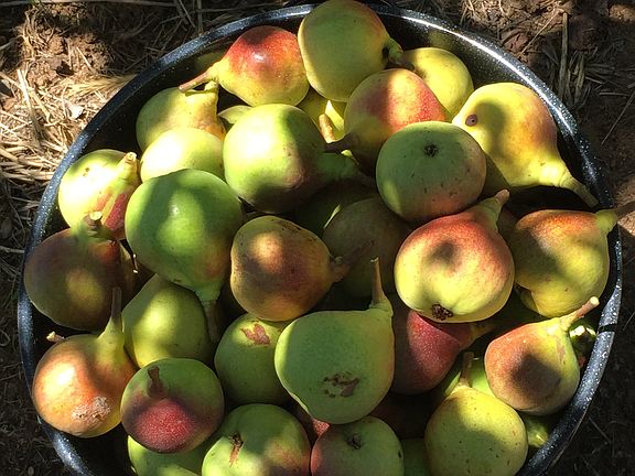  Pears from fruit trees 
