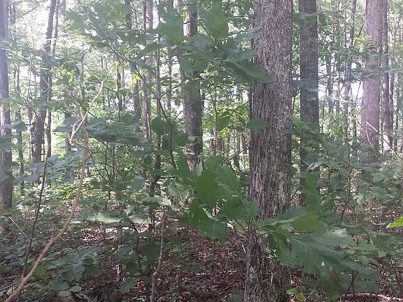 5th image of 9095 Wolf Branch Ln