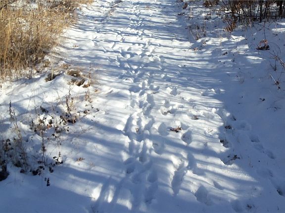 5th image of Lots 11&12 Pine Tree Trail