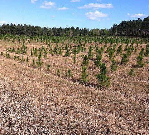 4th image of Farm Land 117 Acres Lakefront Villa City Rd #Farm