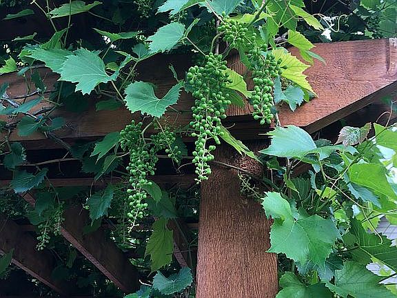 Grape vines on cedar pergola