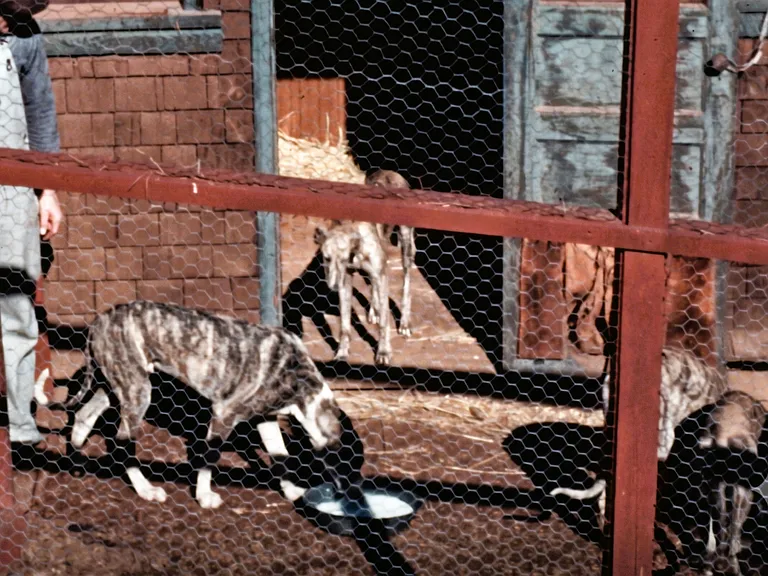 Historic Photo From 1937: The Senator Raised greyhounds and beagles. This shows him feeding at the dog kennel on the property (now gone).
