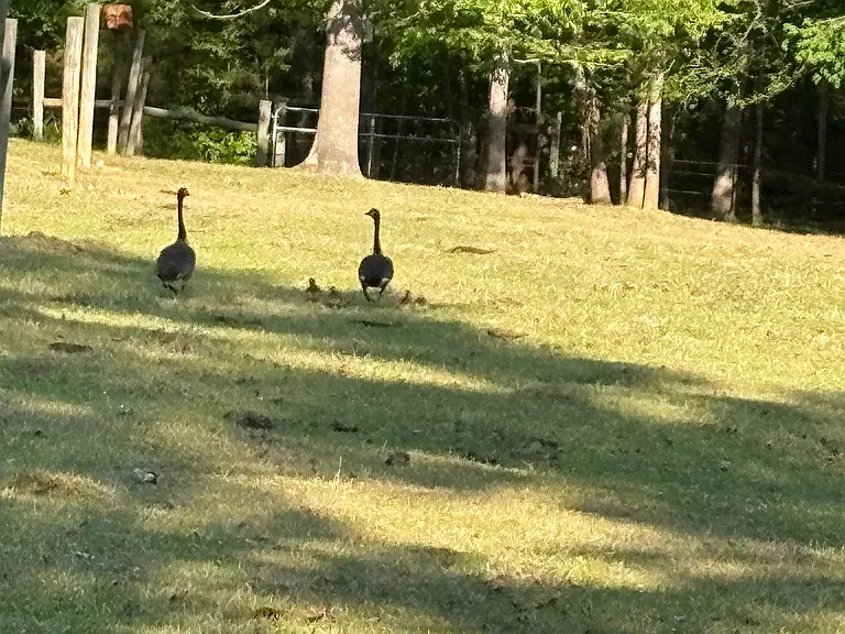 See the babies