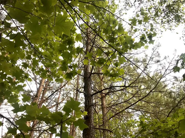 60 W James Anderson Hwy, Buckingham, VA 23921